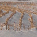 Snow line gives northern Minnesota farmers a jump at planting