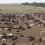 Profit balance shifting in beef sector