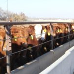 COF report shows more heifers in feedlots