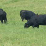 Roundtable focuses on beef sustainability