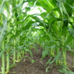 Soybean and corn revenue projections slightly improved