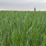 Half of Kansas wheat rates poor as tour gets underway