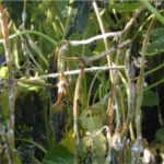 White mold coming back to forefront for Minnesota farmers