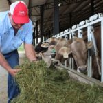 Making the case for happy and comfortable cows
