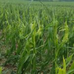 Hail damage to corn/soybeans from weekend storms