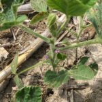 Early blooming soybeans bring up management concerns
