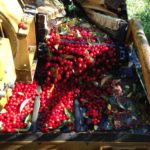 Growers say enough with Turkey dumping cherries into the U.S.