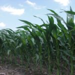 Iowa’s crop ratings are good, but problems areas exist