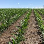 Nebraska’s corn and bean crops earn high marks