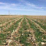 A lot to consider when selecting the right cover crop species