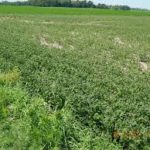 Minnesota farmers adapting to herbicide resistance