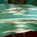 Disease pressure builds in wet areas of the Corn Belt