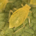 Aphid populations worst in central Minnesota