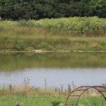 Wetland easement haying allowed in Missouri’s driest counties