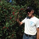 Average Michigan cherry crop anticipated