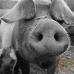 Hog futures up on midday pork
