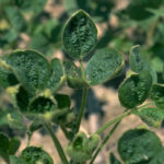 Report shows fewer dicamba-injured soybean acres