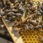 MSU offers free pollinator course