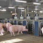 Transitioning to group housing of sows