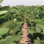 Nebraska’s crop ratings stay strong