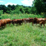 Missouri producer’s grazing system standing up to drought