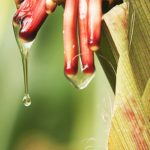 Wisconsin researcher studies nitrogen-fixing corn