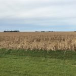 Downed corn yielding 220bpa in SE Minnesota