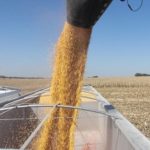 Hot, dry weather pushes Nebraska’s crops towards maturity