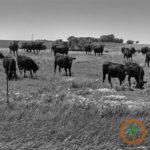 South Dakota cattlemen cautioned about high nitrates