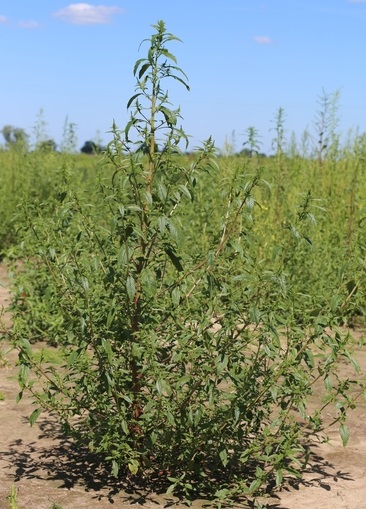 MU weed scientist confirms six-mode resistant waterhemp - Brownfield Ag ...