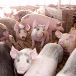 ASF hits China’s biggest pork producing region