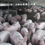 ASF fills Chinese markets with pork, but shortage coming