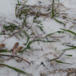 Wisconsin farmer-led watershed group saves money on cover crop inputs