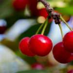 What’s healthy about cherries? 