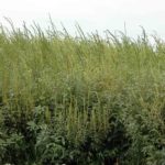 Weed scientist says to keep a close eye on Palmer Amaranth