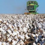 Survey shows cotton planting intentions up three percent
