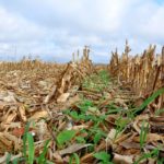 ISA research documents nutrient runoff reductions from cover crops