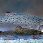 GMO salmon nothing to fear