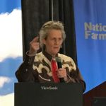 Grandin pleased to see leg conformation issues in cattle being addressed
