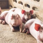 African swine fever could hurt demand for U.S. soybeans