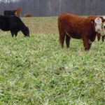 Economics help drive growing interest in grazing of cover crops