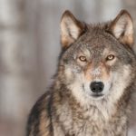 Gray wolf comment period ends July 15th