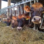 Updated study shows dairy, agriculture economic impact on Wisconsin