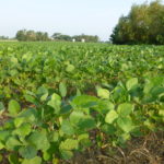 South Dakota soybeans 55 percent good to excellent