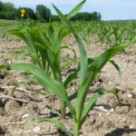 Missouri corn 28 percent good to excellent