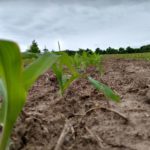 Wisconsin farmers continue dealing with rain