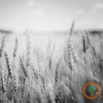 Winter wheat harvest delayed