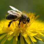 Bayer gives $1,000 beekeeping grants