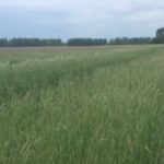 Recommended cover crops for new USDA guidelines