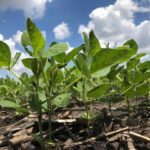 Management key for good yields on late planted crops